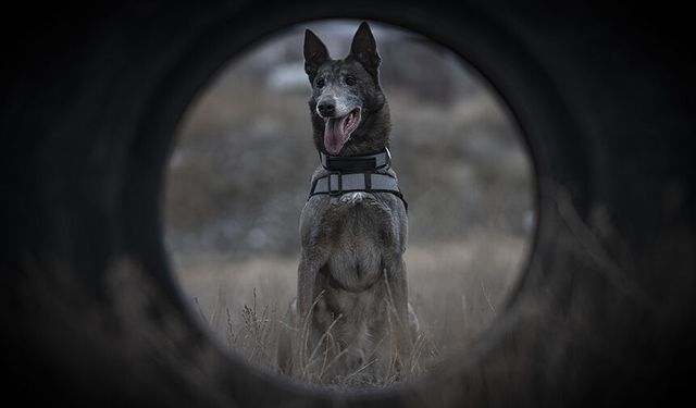 Türkiye'nin sayılı kadavra köpeklerinden Melo