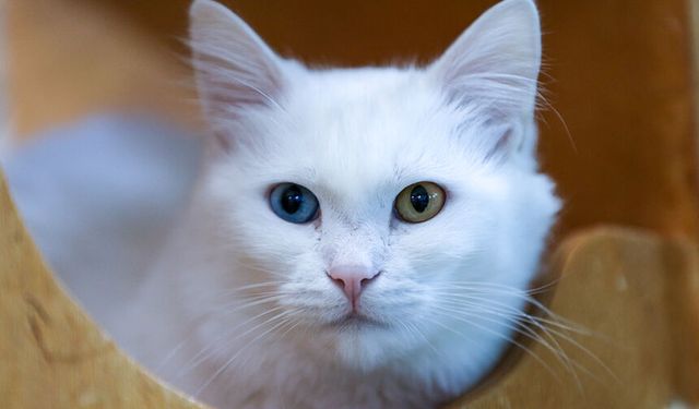 Koruma altındaki Van kedileri