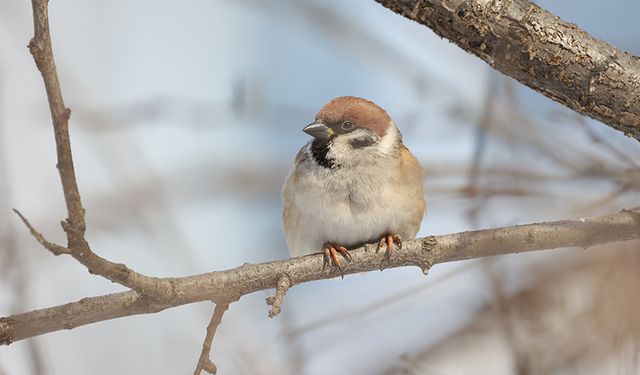 Rusya'da serçe sayımı devam ediyor