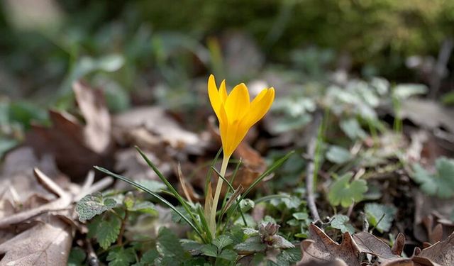 Kırklareli'nde bahar renkleri Istranca ormanlarını süsledi