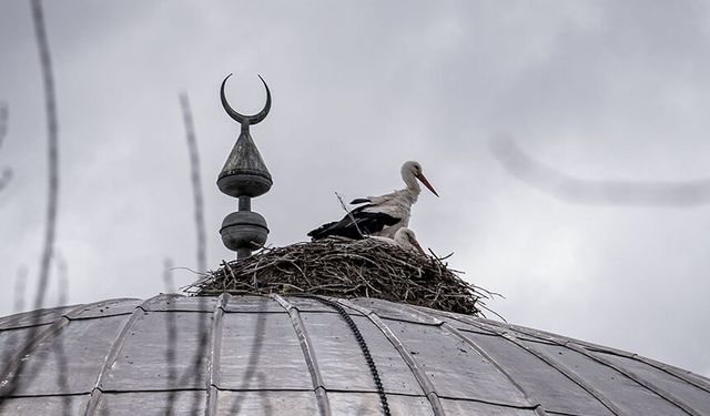 Baharın müjdecisi leylekler, cami kubbesine 16 yıldır yuva yapıyor