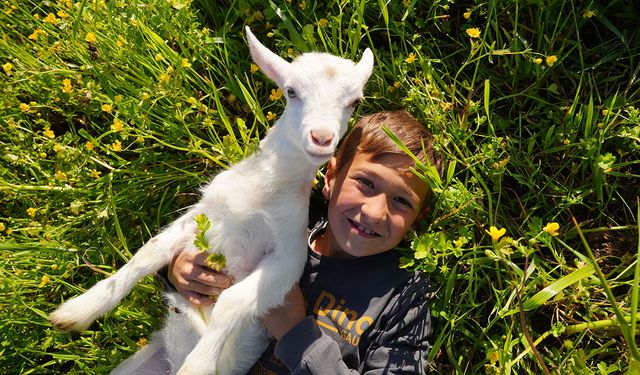 Minik çobanlar yetiştirdikleri kuzu ve oğlaklarla dereceye girmek için yarışacak