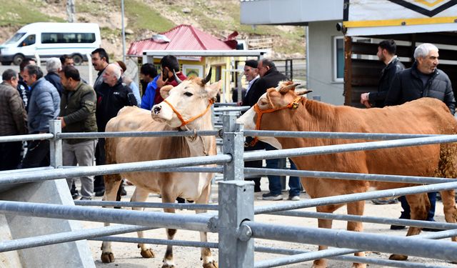 Kurban pazarlarında hareketlilik başladı