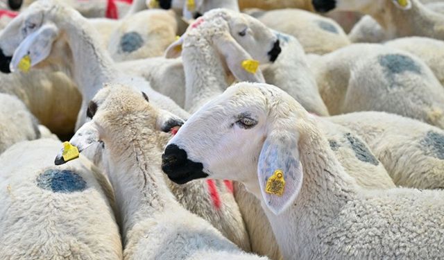 Bayramda yaklaşık 3,3 milyon kurbanlık kesilmesi bekleniyor