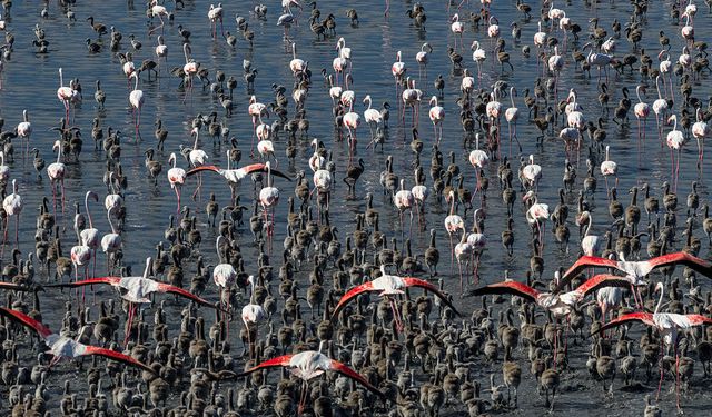 Tuz Gölü'nde yumurtadan çıkan yavru flamingolar doğaya uyum sağlamayı öğreniyor