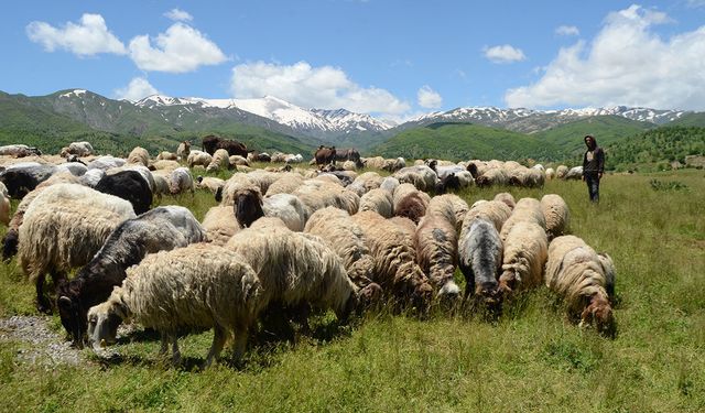 Göçerler yaylalarda konaklamaya başladı