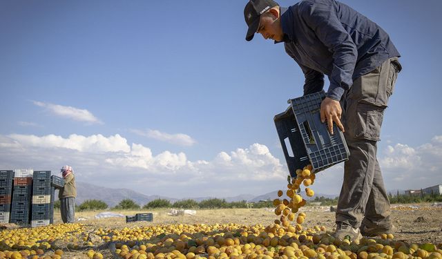 Tescilli Malatya kayısısında hasat sürüyor