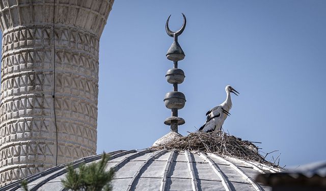 Erzurum'da mahalleli tarafından yaptırılan cami leyleklere "yuva" oldu
