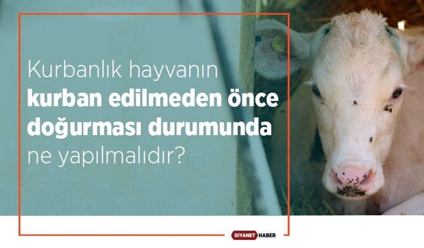 Kurbanlık hayvanın kurban edilmeden önce doğurması durumunda ne yapılmalıdır?