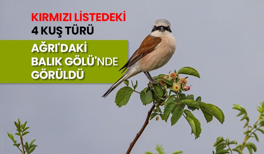 Kırmızı listedeki 4 kuş türü Ağrı'daki Balık Gölü'nde görüldü