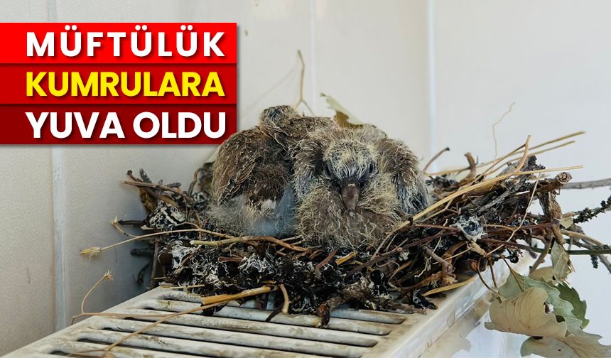 Müftülük kumrulara yuva oldu