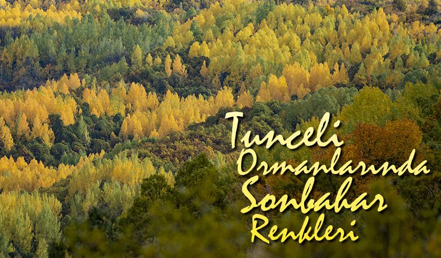 Tunceli ormanlarında sonbahar renkleri