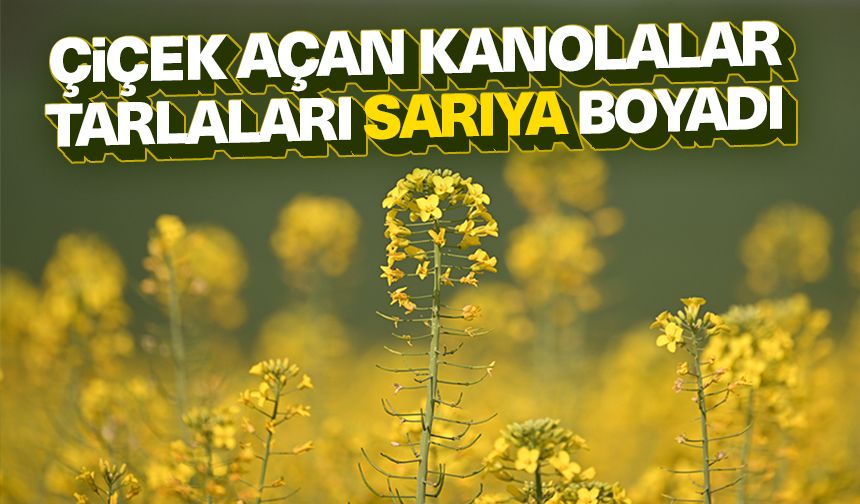 Edirne'de çiçek açan kanolalar tarlaları sarıya boyadı