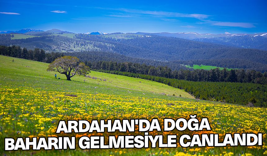 Ardahan'da doğa baharın gelmesiyle canlandı