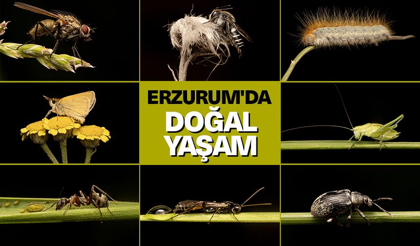Erzurum'da doğal yaşam