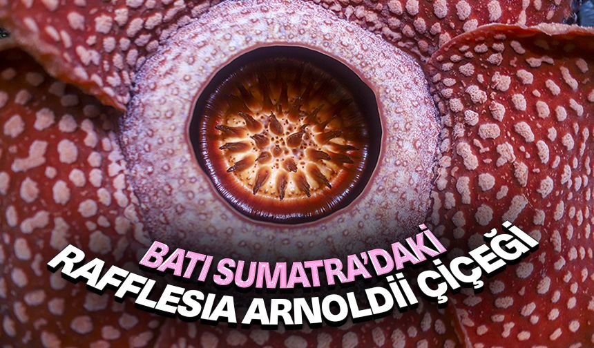 Batı Sumatra’daki nadir Rafflesia Arnoldii Çiçeği