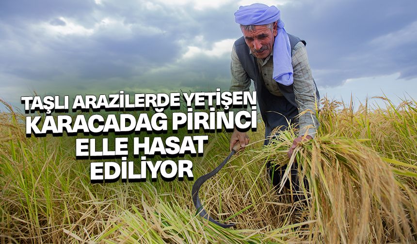 Taşlı arazilerde yetişen tescilli Karacadağ pirinci elle hasat ediliyor