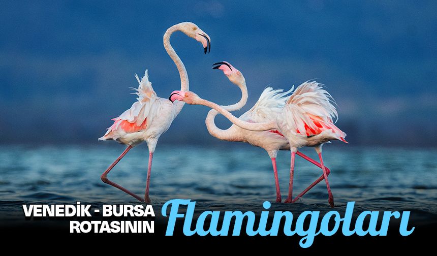 Venedik - Bursa rotasının flamingoları