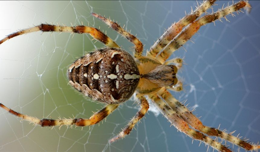 Örümcek zehrinden geliştirilen ve kalp krizinde kalbi koruyacağı düşünülen ilaçta insan testlerine geçiliyor