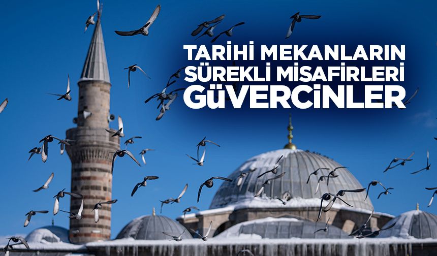 Tarihi mekanların sürekli misafirleri güvercinler