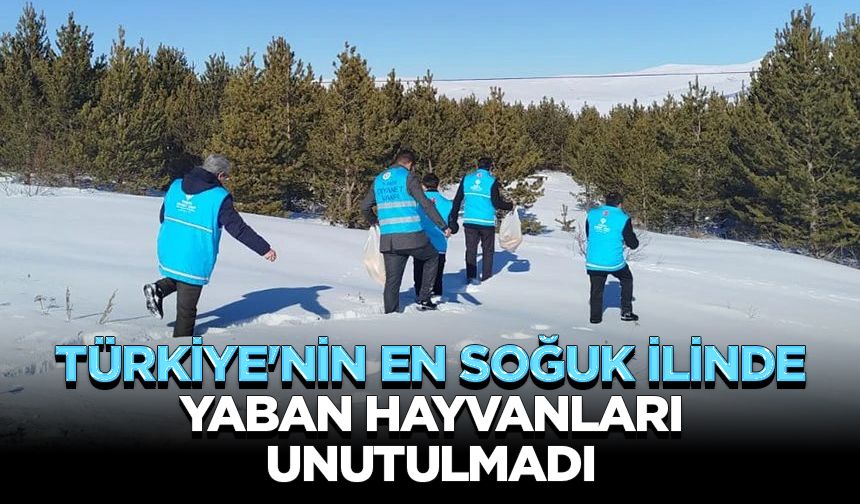 Türkiye'nin en soğuk ilinde yaban hayvanları unutulmadı