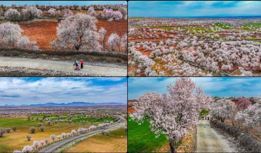 Diyarbakır'da çiçek açan badem ağaçları fotoğraf tutkunlarını cezbediyor