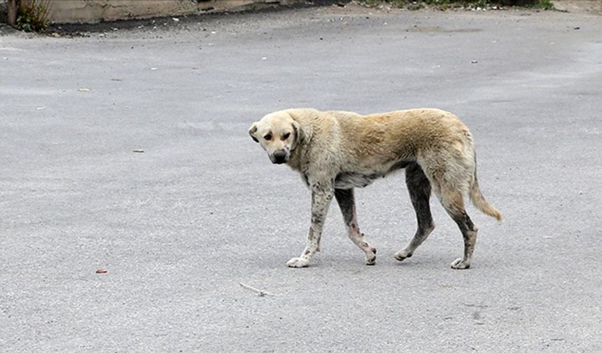 Erzurum'da ekmek almaya giderken sahipsiz köpeklerin saldırdığı çocuk ağır yaralandı