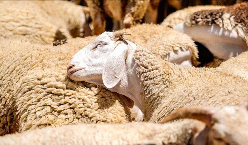 KURBANLA İLGİLİ HUSUSLARDA DİN İŞLERİ YÜKSEK KURULUNUN FETVALARI ESAS ALINACAK