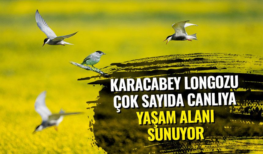 Karacabey Longozu çok sayıda canlıya yaşam alanı sunuyor