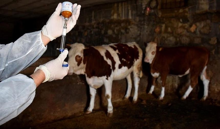 Şap hastalığının yeni serotipine karşı üretilen 6 milyon doz aşı sahaya sevk edildi