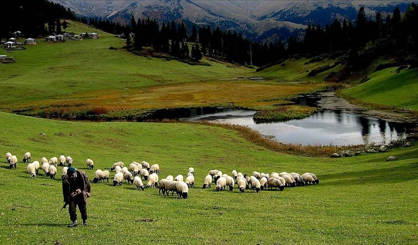 Hayvancılık desteklemelerinin uygulanmasında düzenlemeye gidildi