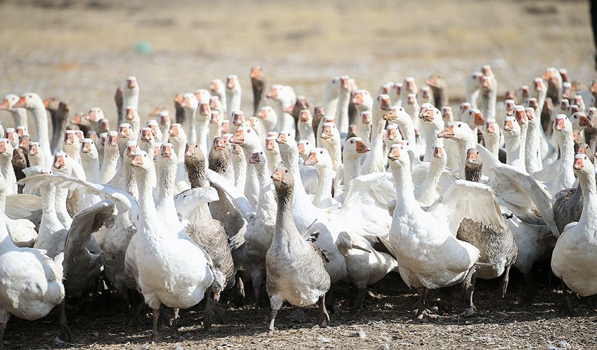 Kars'ta yılda yaklaşık 2,5 milyon kaz yetiştiriliyor