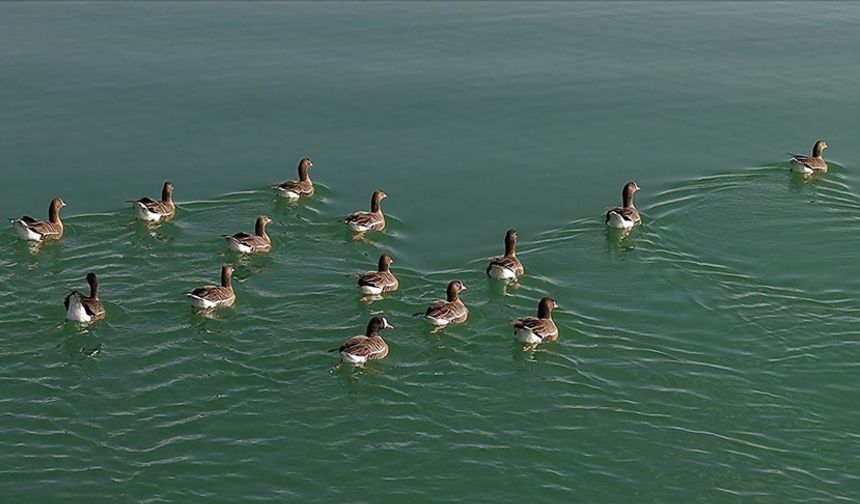 Kuş cenneti Erçek Gölü yaban kazlarına ev sahipliği yapıyor