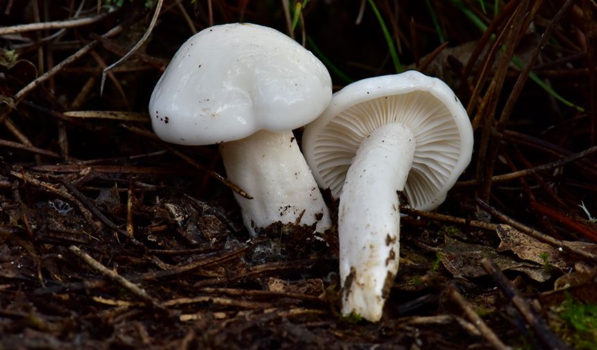 Nallıhan'da tespit edilen 120 tür mantar yapay zekayla sınıflandırılıyor