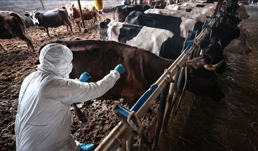 Tarım ve Orman Bakanlığı şap hastalığının kontrol altına alındığını bildirdi: