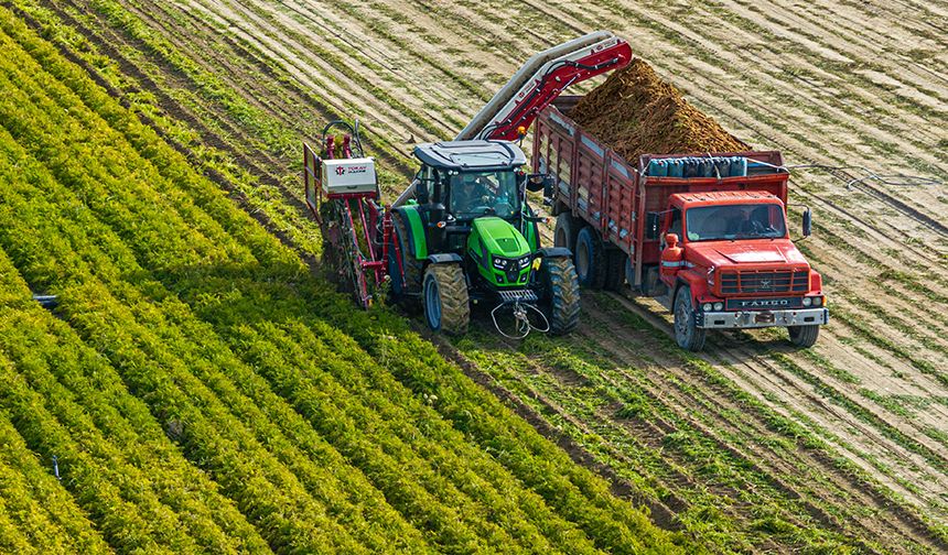 Nallıhan'da havuç hasadı