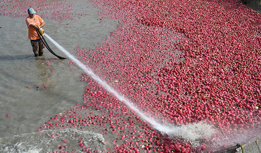 Tescilli turplar hasat ediliyor