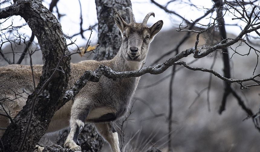 Yaban keçileri Munzur Vadisi'ne indi