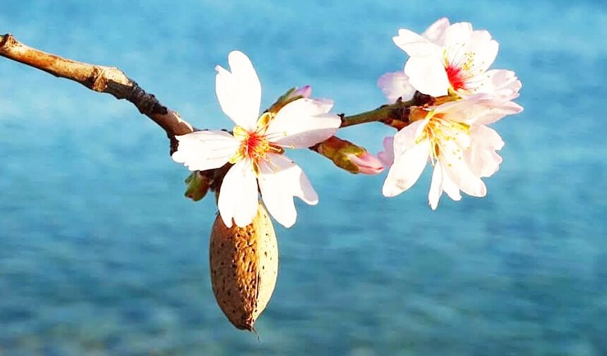 Datça'da badem ağaçları çiçek açtı