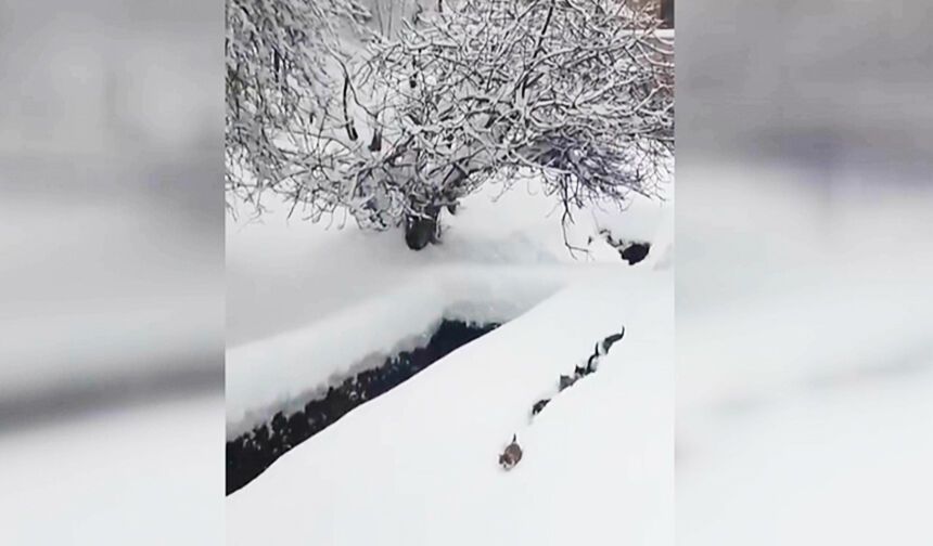 İMAMIN KEDİLERE ÇAĞRISI