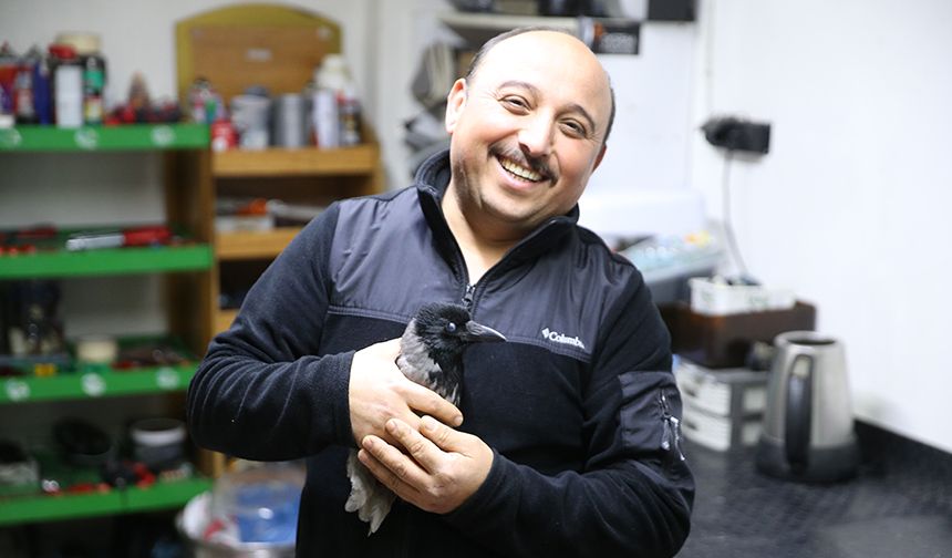 Yaralı halde bulduğu karga en yakın arkadaşı oldu