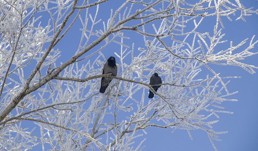 DONDURUCU SOĞUKLAR YAŞAMI OLUMSUZ ETKİLİYOR