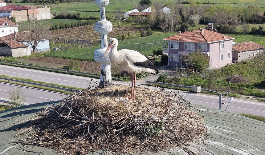 Samsun’da cami kubbesi 15 yıldır leyleklere yuva oluyor