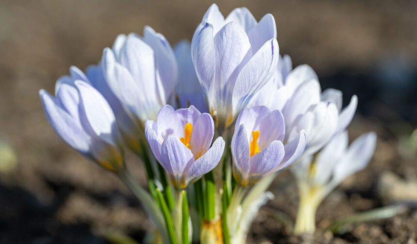 BAHARIN MÜJDECİSİ KAR ÇİÇEKLERİ AÇTI