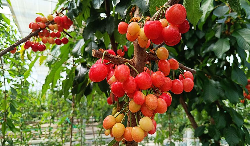 Afyonkarahisar'da jeotermal serada kiraz hasadı yapıldı