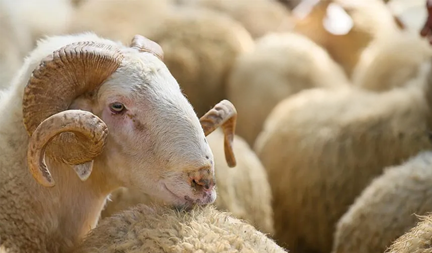 TDV VEKALETLE KURBAN BEDELLERİ AÇIKLANDI