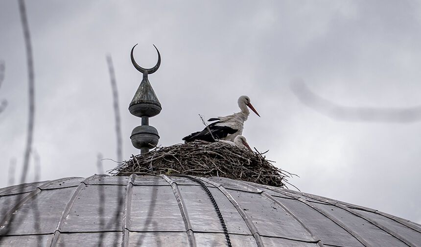 CAMİ KUBBESİNDEKİ YUVALARINA DÖNDÜLER