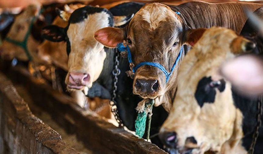 10 SORUDA VEKALETLE KURBAN KESİMİ