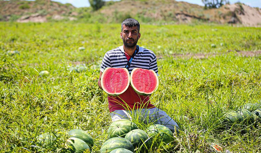 Tescilli Adana karpuzunda hasat bereketi