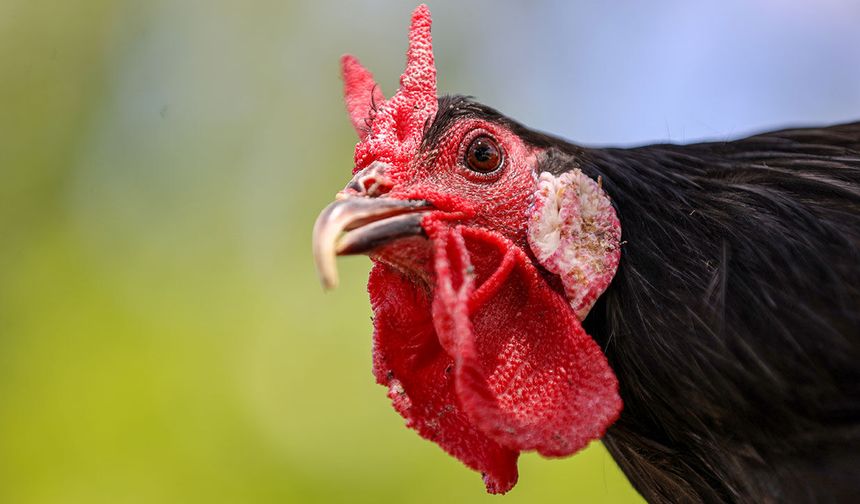 Gerze horozu Konya'da korunuyor